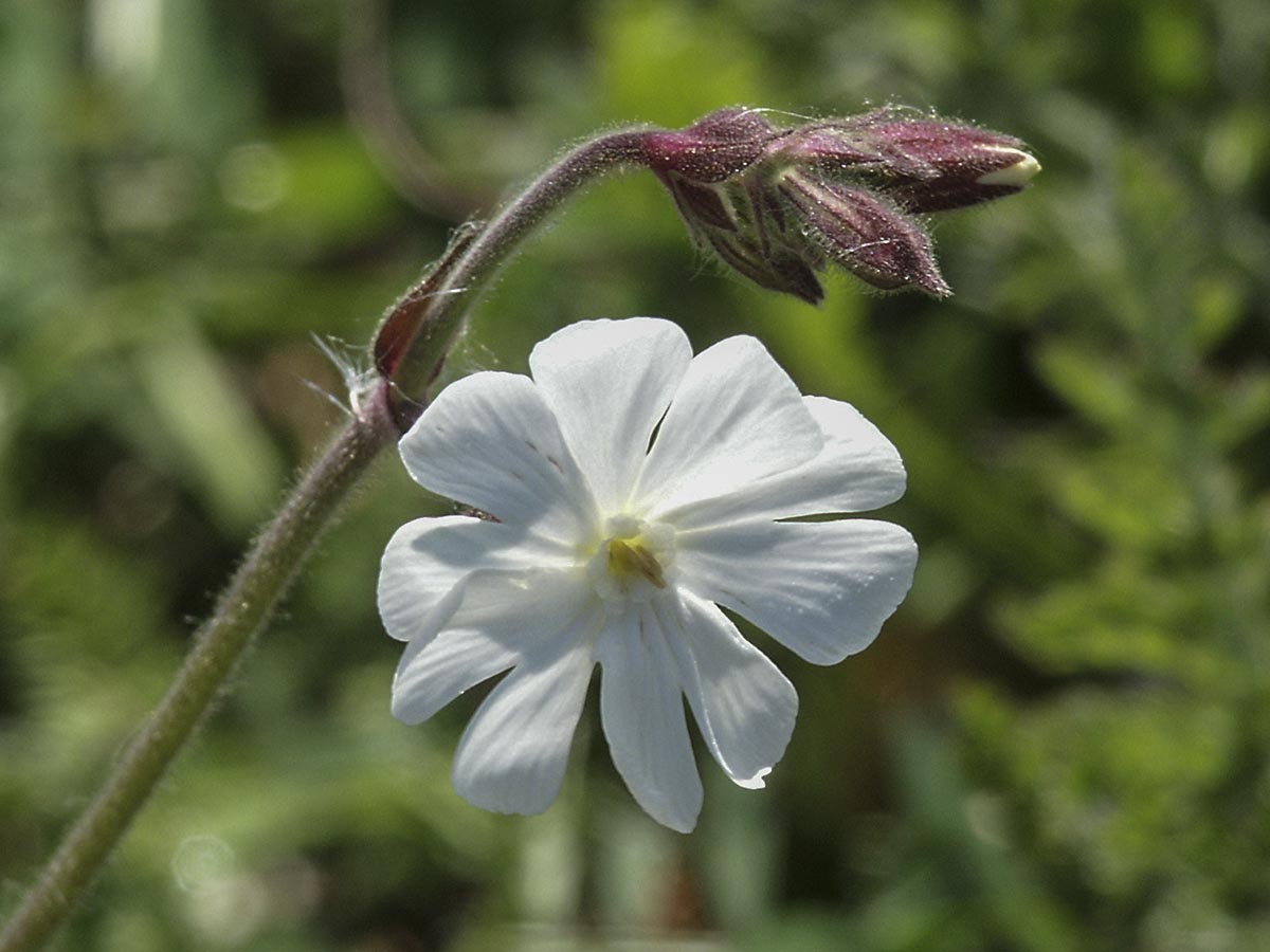 männliche Blüte